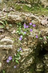 Campanula tubulosa