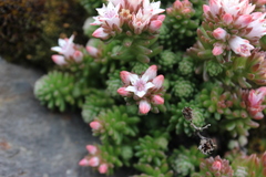 Sedum goldmanii