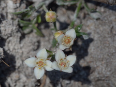 Cyanothamnus nanus nanus