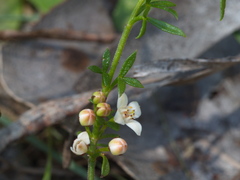 Cyanothamnus nanus nanus
