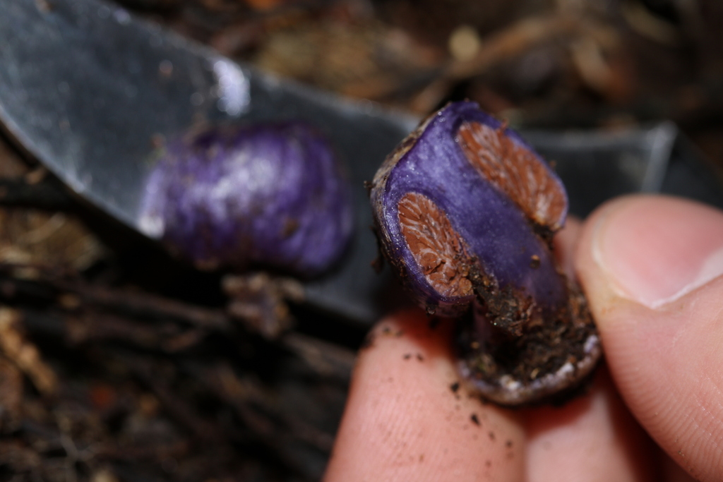 Thaxterogaster coneae