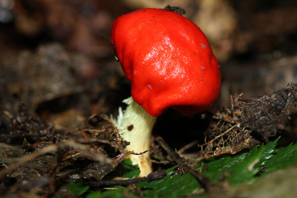 Leratiomyces erythrocephalus · August 2025 · photo: © jupal04 (iNaturalist, cc-by)