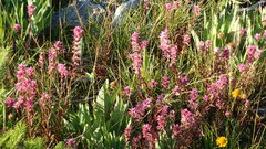 Castilleja elata