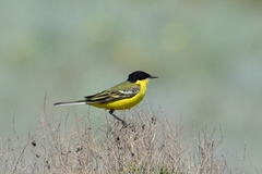 Motacilla flava feldegg