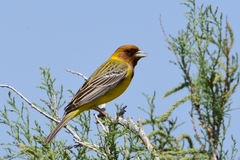 Emberiza bruniceps