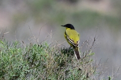 Motacilla flava feldegg