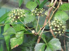 Eleutherococcus trifoliatus