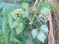 Eleutherococcus trifoliatus