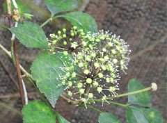 Eleutherococcus trifoliatus