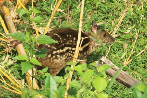Indian Chevrotain