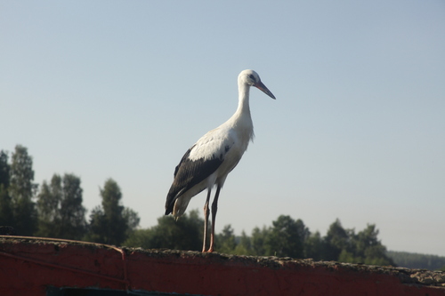 White Stork