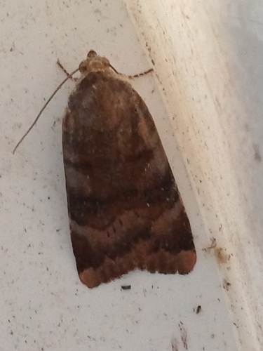 Lesser Broad-bordered Yellow Underwing, Tilehurst, Reading, UK, photo 7 of 10