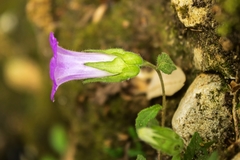 Campanula tubulosa