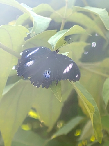 Great Eggfly