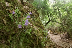 Campanula tubulosa