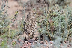 Calandrella brachydactyla