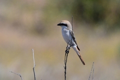 Lanius phoenicuroides