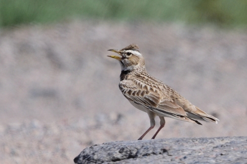 Calandra Lark