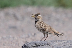 Calandra Lark photo 3