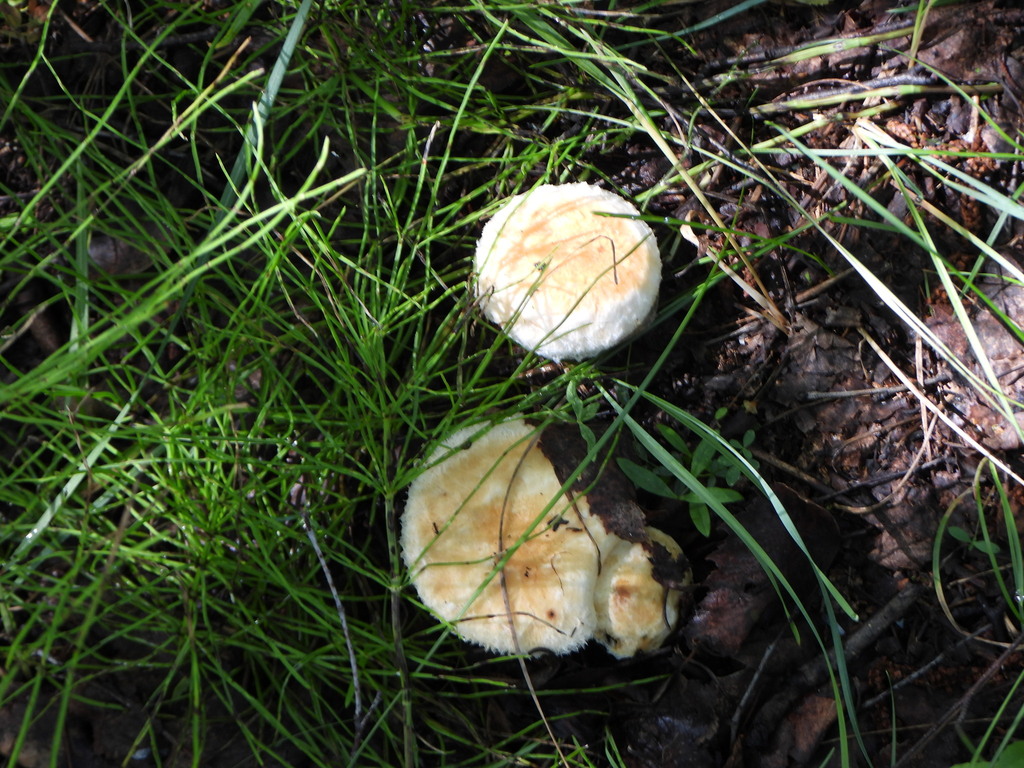 Lactarius pubescens · August 2025 · photo: © naturalist4631 (iNaturalist, cc-by)