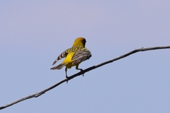 Emberiza bruniceps