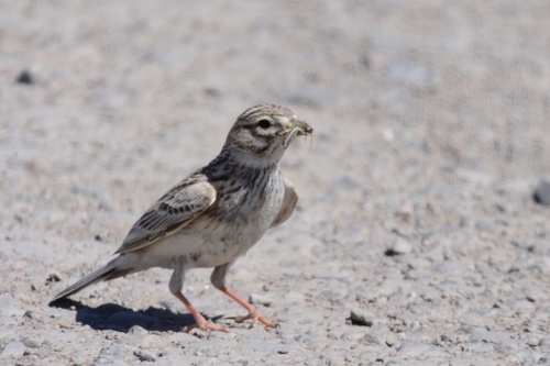 Turkestan Short-toed Lark