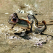Giant Mudskippers - Photo (c) David White, some rights reserved (CC BY-NC), uploaded by David White