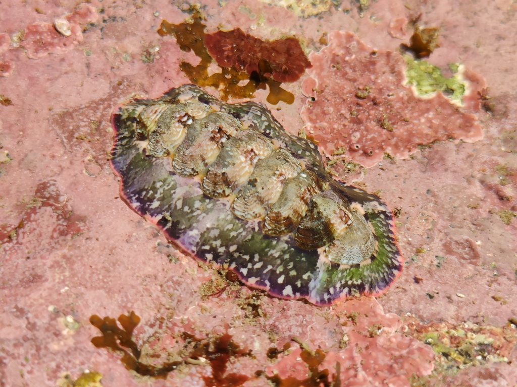 Onithochiton hirasei