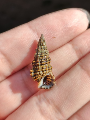 Cerithium kobelti observed 2025-06-26
