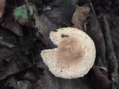 Lepiota lilacea