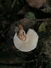 Lepiota lilacea