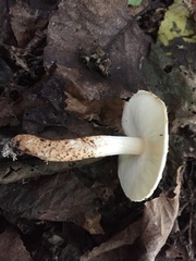 Lepiota lilacea