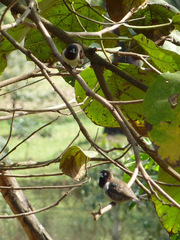 Spermestes cucullata