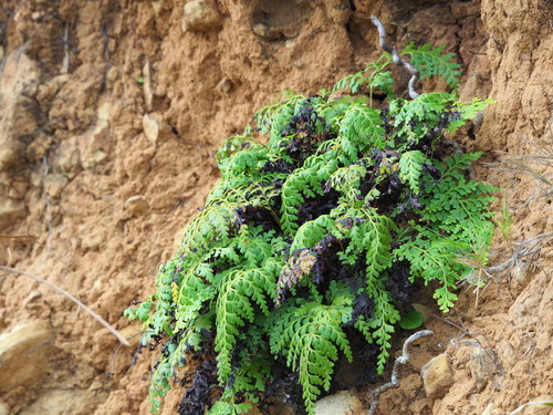 Odontosoria biflora (Kaulf.) C.Chr.