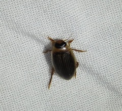 Lancetes lanceolatus