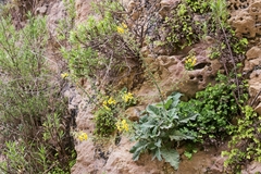 Verbascum arcturus