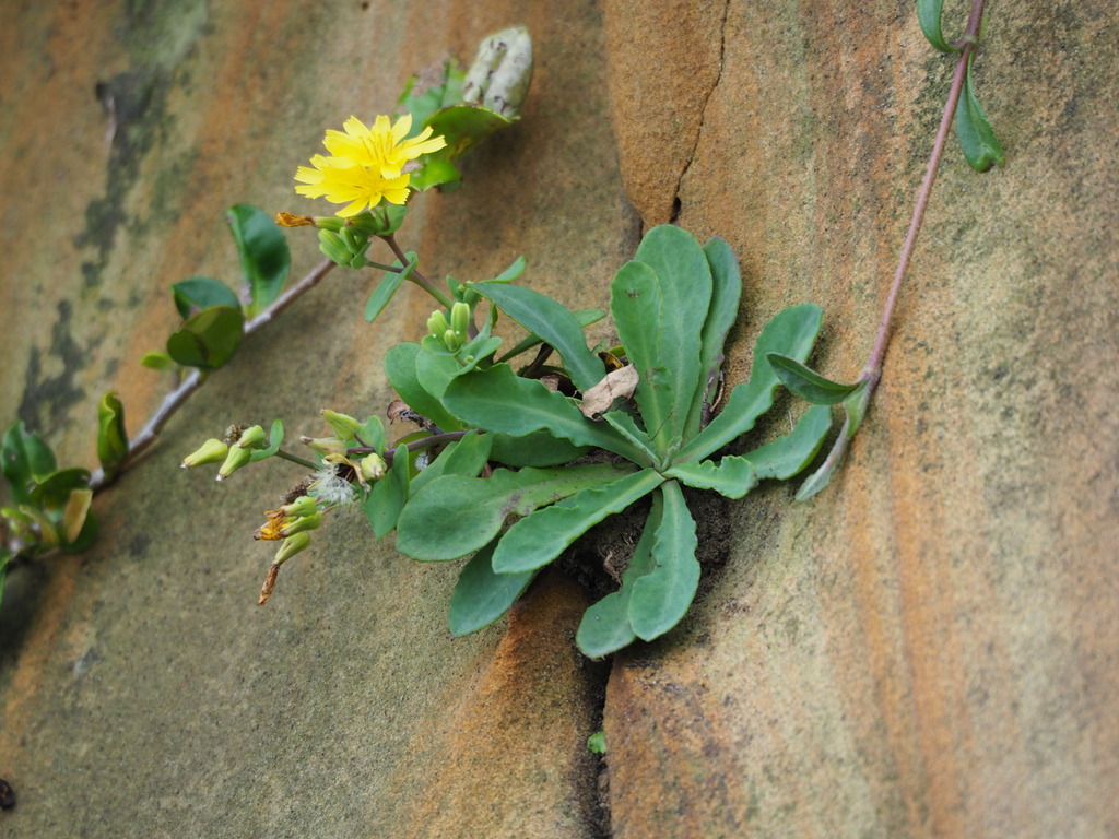 Crepidiastrum taiwanianum