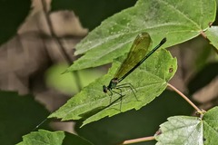 Calopteryx dimidiata