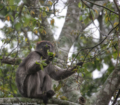 Piliocolobus tephrosceles