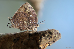 Thaduka multicaudata