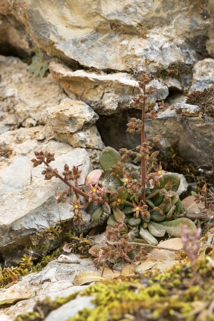 Sedum creticum