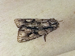 Meganephria bimaculosa