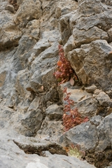 Sedum creticum