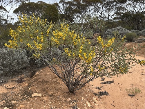 Coastal Umbrella Bush (Acacia cupularis)