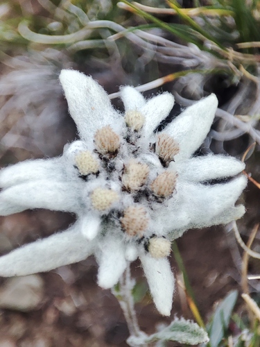 Leontopodium leontopodioides (Leontopodium leontopodioides)