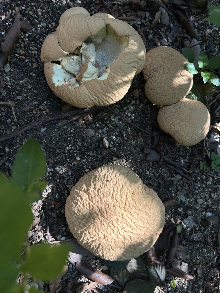 Calvatia craniiformis · August 2025 · photo: © pavlaki1968 (iNaturalist, cc-by)