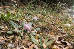 Centaurea raphanina