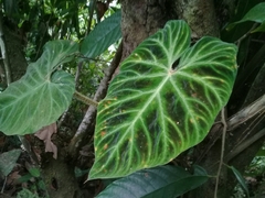 Philodendron verrucosum