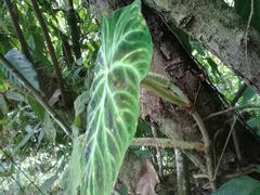 Philodendron verrucosum