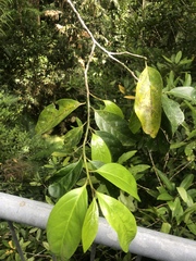 Gomphandra australiana